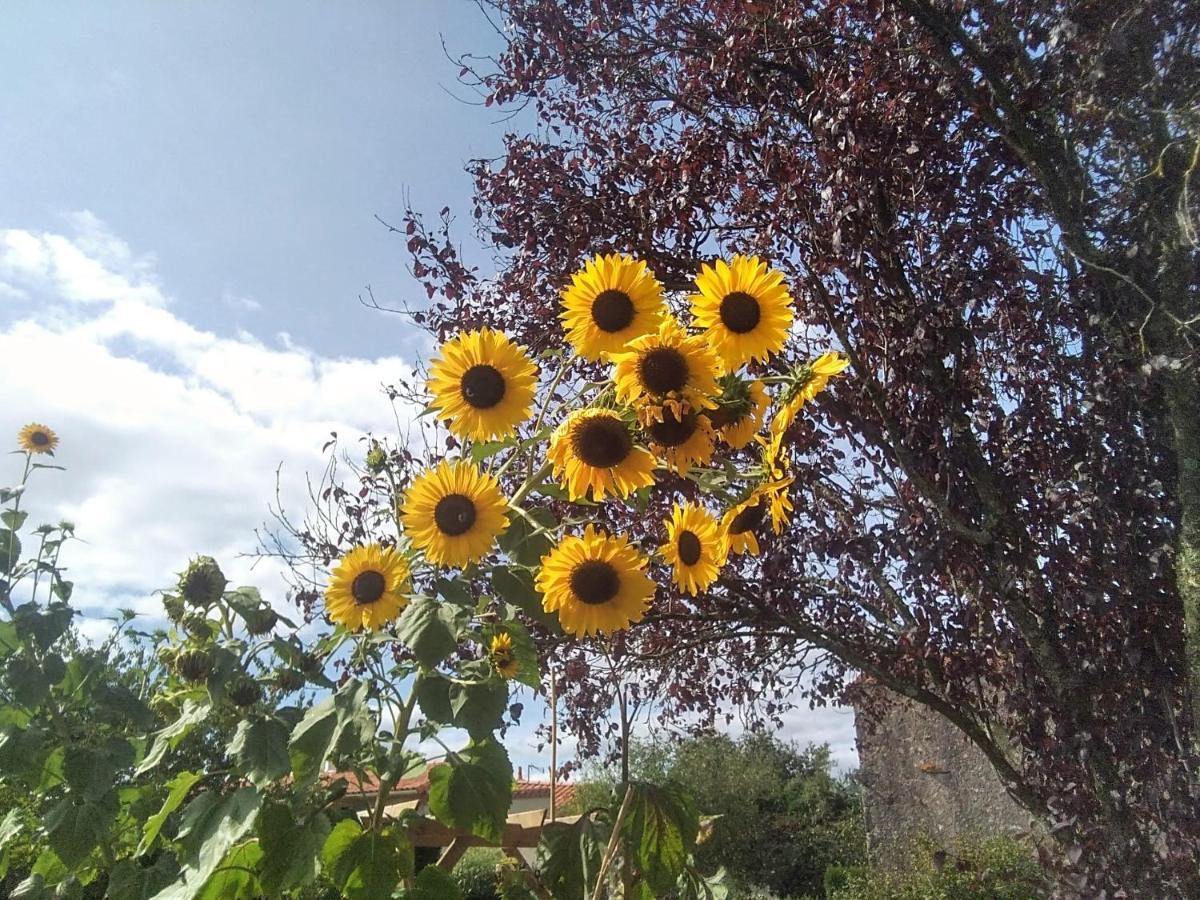 Les Tournesols Bed & Breakfast La Bernardiere Ngoại thất bức ảnh