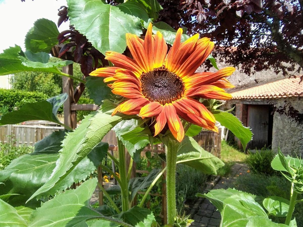 Les Tournesols Bed & Breakfast La Bernardiere Ngoại thất bức ảnh